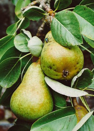 Glastonbury confirms Radiohead will headline in 2017